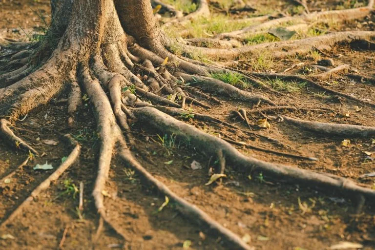 dissolve tree roots in sewer lines tree roots